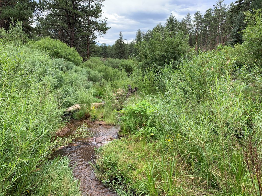 Trail Creek 7 years after restoration from Edwin's Service Project