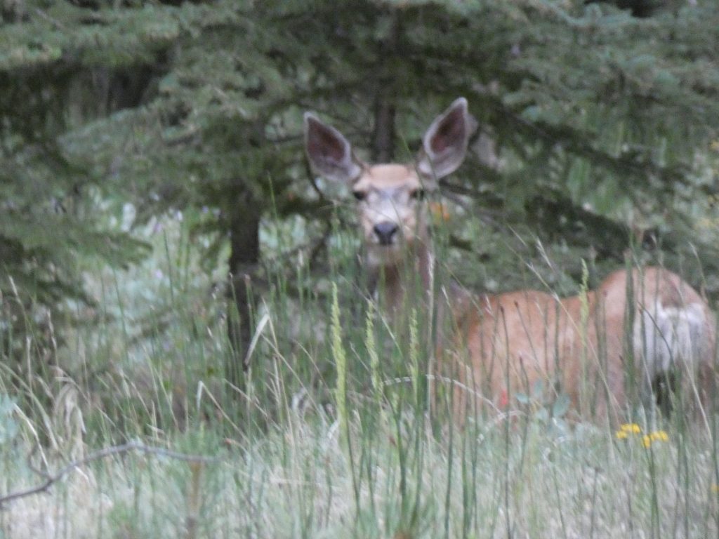 Bad photo of the deer we saw multiple times